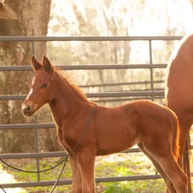 22' Foal Handling Line/ Soft Driving Lines